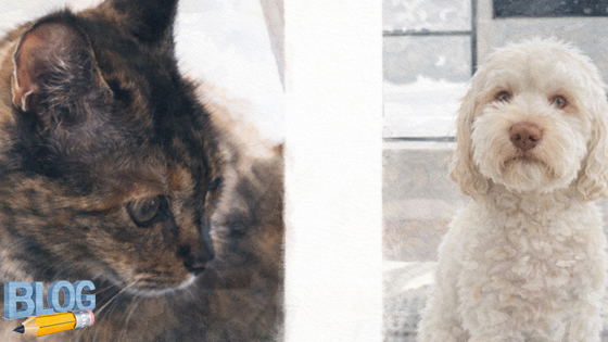 Hondencamera voor hond en kat