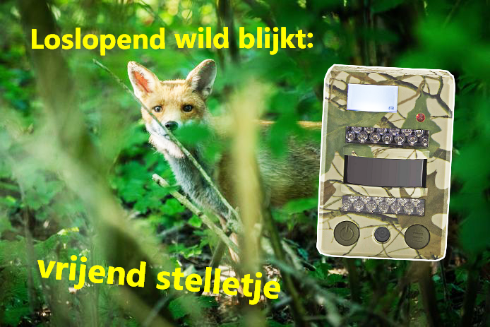 Loslopend wild blijkt vrijend stelletje